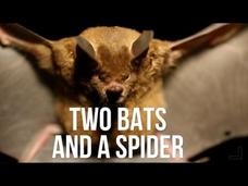 Two Bats and a Spider Instructional Video Two Bats and a Spider Instructional Video