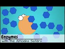 Enzymes (Updated) Instructional Video Enzymes (Updated) Instructional Video