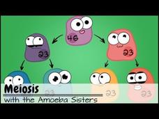 Meiosis Instructional Video Meiosis Instructional Video