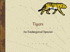 Tigers: An Endangered Species PPT Tigers: An Endangered Species PPT