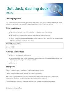 Dull Duck, Dashing Duck Lesson Plan Dull Duck, Dashing Duck Lesson Plan