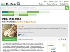 Coral Bleaching Instructional Video Coral Bleaching Instructional Video