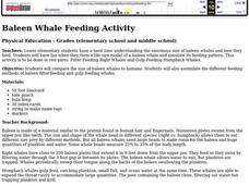Baleen Whale Feeding Activity Lesson Plan Baleen Whale Feeding Activity Lesson Plan