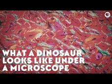 What a Dinosaur Looks like under a Microscope Instructional Video What a Dinosaur Looks like under a Microscope Instructional Video