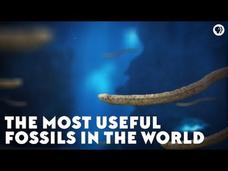 The Most Useful Fossils in the World Instructional Video The Most Useful Fossils in the World Instructional Video