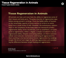 Tissue Regeneration in Animals Interactive Tissue Regeneration in Animals Interactive