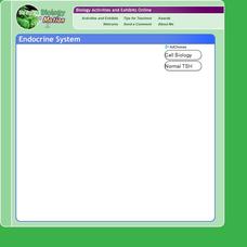 Thyroid Gland and Negative Feedback Interactive Thyroid Gland and Negative Feedback Interactive