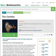The Cochlea Instructional Video The Cochlea Instructional Video