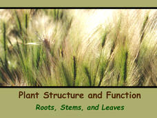 Plant Structure and Function: Roots, Stems, and Leaves PPT Plant Structure and Function: Roots, Stems, and Leaves PPT