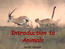 Introduction to Animals PPT Introduction to Animals PPT