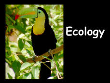 Ecology PPT Ecology PPT