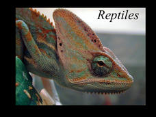 Reptiles PPT Reptiles PPT
