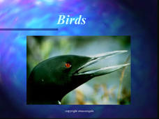 Birds PPT Birds PPT