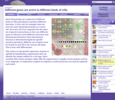 Different Genes Are Active in Different Kinds of Cells Interactive Different Genes Are Active in Different Kinds of Cells Interactive