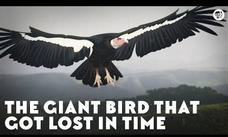 The Giant Bird That Got Lost in Time Instructional Video The Giant Bird That Got Lost in Time Instructional Video