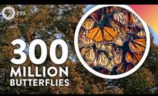 The Mystery of the World’s Greatest Butterfly Migration Instructional Video The Mystery of the World’s Greatest Butterfly Migration Instructional Video