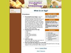 What Is an Egg? Lesson Plan What Is an Egg? Lesson Plan