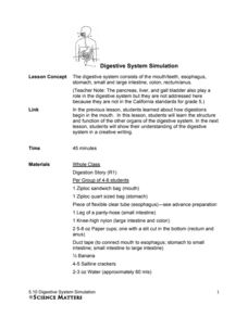 Digestive System Simulation Lesson Plan Digestive System Simulation Lesson Plan