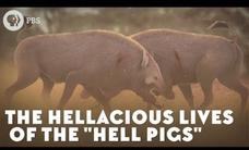 The Hellacious Lives of the "Hell Pigs" Instructional Video The Hellacious Lives of the "Hell Pigs" Instructional Video