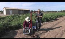Soil Sampling: Probe Versus Shovel Video Soil Sampling: Probe Versus Shovel Video