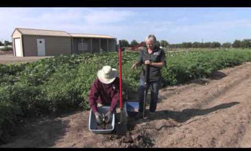 Soil Sampling: Probe Versus Shovel Video Soil Sampling: Probe Versus Shovel Video