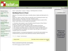 Identifying Parts of a Flower Lesson Plan Identifying Parts of a Flower Lesson Plan