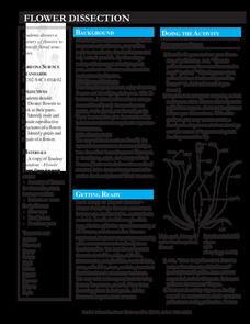 Flower Dissection Lesson Plan Flower Dissection Lesson Plan