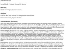 Insects Lesson Plan Insects Lesson Plan