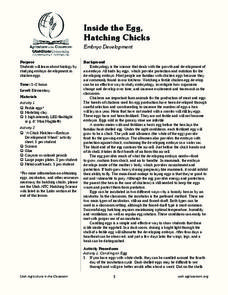 Inside the Egg, Hatching Chickens Lesson Plan Inside the Egg, Hatching Chickens Lesson Plan
