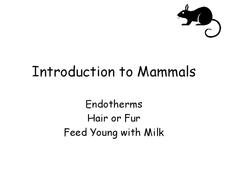 Introduction to Mammals PPT Introduction to Mammals PPT
