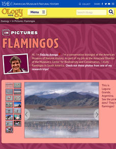 In Pictures: Flamingo Website In Pictures: Flamingo Website