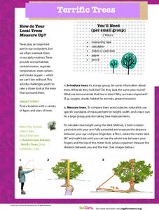 Terrific Trees Activity Terrific Trees Activity