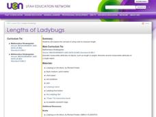 Lengths of Ladybugs Lesson Plan Lengths of Ladybugs Lesson Plan