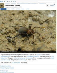 Encyclopedia of Life: Water Spider Handout Encyclopedia of Life: Water Spider Handout