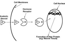 How a Steroid Works Graphic How a Steroid Works Graphic
