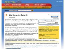 Life Cycle of A Butterfly Lesson Plan Life Cycle of A Butterfly Lesson Plan