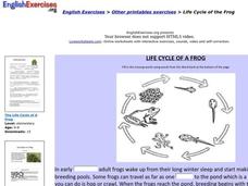 Life Cycle of the Frog Interactive Life Cycle of the Frog Interactive