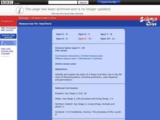 Life Cycles Lesson Plan Life Cycles Lesson Plan