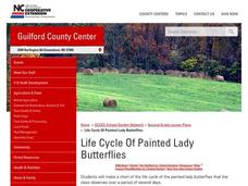 Life Cycle Of Painted Lady Butterflies Lesson Plan Life Cycle Of Painted Lady Butterflies Lesson Plan