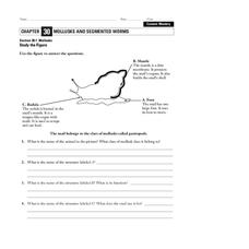 Mollusks Worksheet Mollusks Worksheet