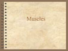Muscles PPT Muscles PPT