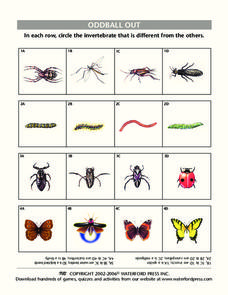 Oddball Out Lesson Plan Oddball Out Lesson Plan