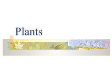 Plants PPT Plants PPT