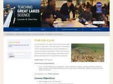 Fish Life Cycle Lesson Plan Fish Life Cycle Lesson Plan