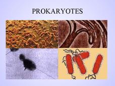 Prokaryotes PPT Prokaryotes PPT
