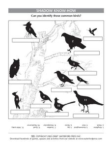Shadow Know-How Worksheet Shadow Know-How Worksheet