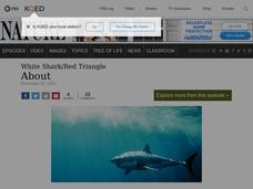 Shark Attack Lesson Plan Shark Attack Lesson Plan