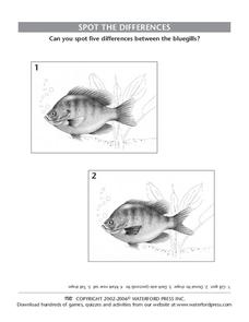 Spot the Differences Lesson Plan Spot the Differences Lesson Plan