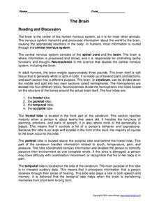 The Brain Worksheet The Brain Worksheet