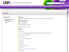 Ants Lesson Plan Ants Lesson Plan